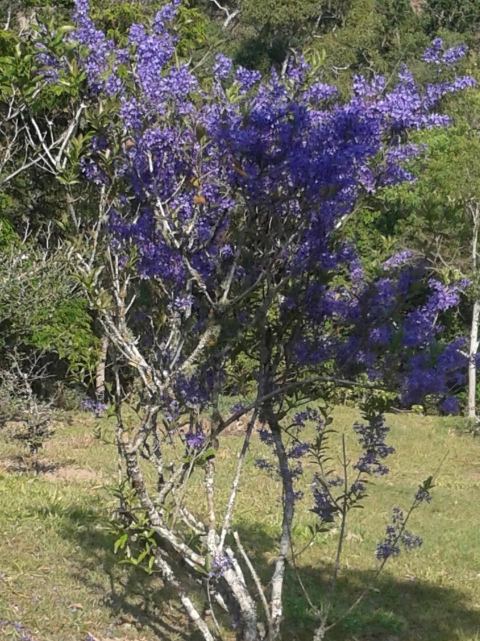 Pousada Recanto Águas Vivas Turvo dos Gois Exterior foto